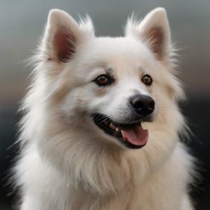 Default_American_Eskimo_Dog_1