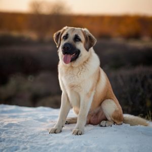 Default_Anatolian_Shepherd_Dog_1