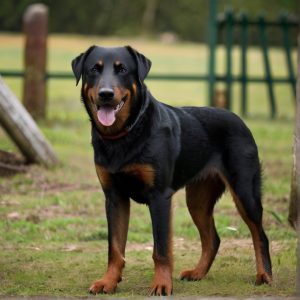 Default_Beauceron_2