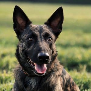 Default_Dutch_Shepherd_Dog_0