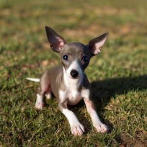 Default_Italian_Greyhound_Puppy_0