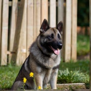 Default_Norwegian_Elkhound_0