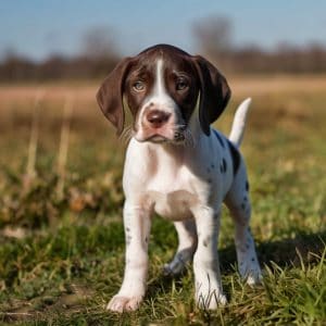 Default_Puppy_English_Pointer_0 (1)