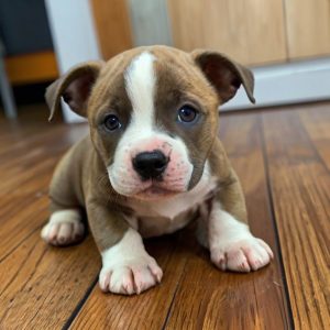 Default_Puppy_English_Staffordshire_Bull_Terrier_2