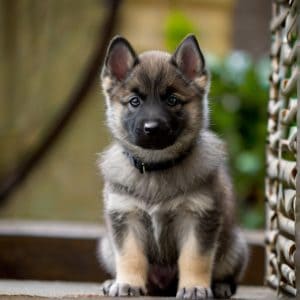 Default_Puppy_Norwegian_Elkhound_1 (1)