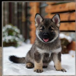 Default_Puppy_Norwegian_Elkhound_2 (1)