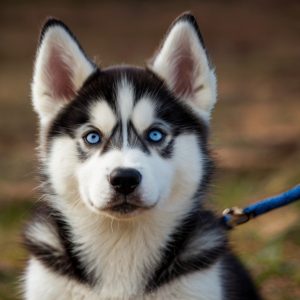 Default_Puppy_Siberian_Husky_0 (1)