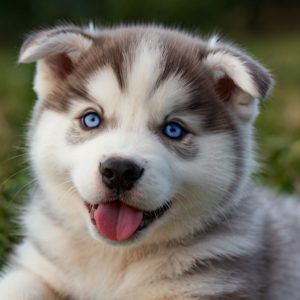 Default_Puppy_Siberian_Husky_1 (1)