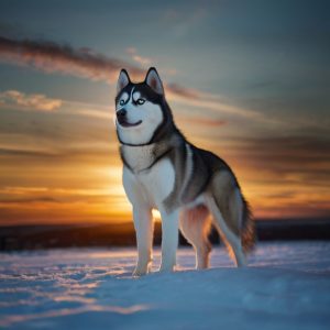 Default_Siberian_Husky_1